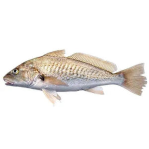 Bekti (Sua) Karu 1Kg